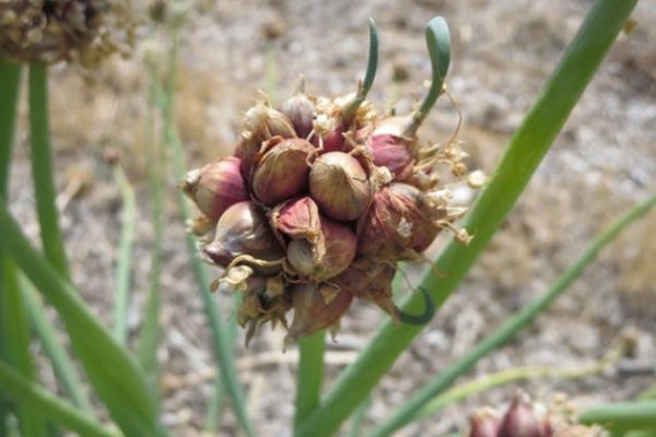 Кракен сайт onion